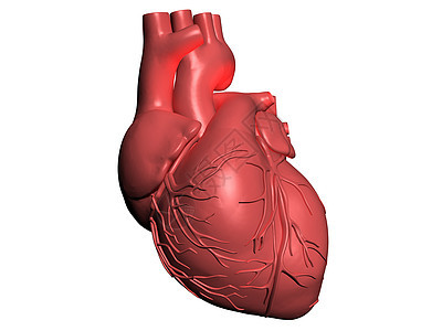 人类心脏模型中庭肌肉测试生物学主动脉卫生心室静脉身体考试图片
