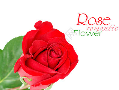 红玫瑰 白叶与白叶隔绝装饰玫瑰热情树叶礼物脆弱性红色图层约会风格图片