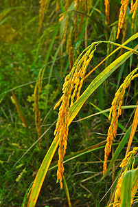 稻田日落爬坡太阳光束土地农村文化生长植物收成热带图片