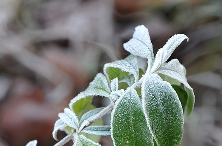 雪霜带白霜的绿叶绿色水晶薄片植物白色冻结背景