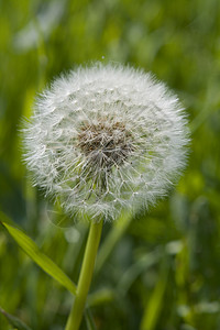 Dandilion 时钟种子头漂浮绿色植物群雨伞白色图片