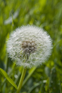 Dandilion 时钟种子头漂浮雨伞白色绿色植物群图片