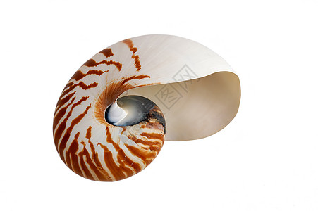 海壳纺纱动物宏观漩涡生物学气候圆圈生活纪念品曲线图片