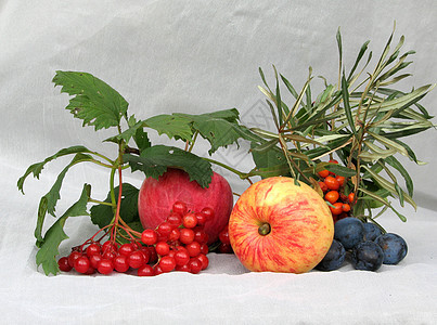 葡萄和水果玫瑰药品浆果果汁生育力园艺阳光沙棘苦莓植物学图片