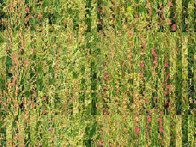 绿色摘要背景背景生活苔藓植物橱窗森林招牌微光装饰品创造力广告图片