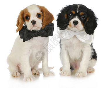 两只可爱的小狗垃圾压痛猎犬生长领航员骑士警报三色领带哺乳动物图片