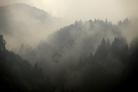 福吉森林旅行天气阴霾树木土地环境山脉针叶丘陵阴影图片