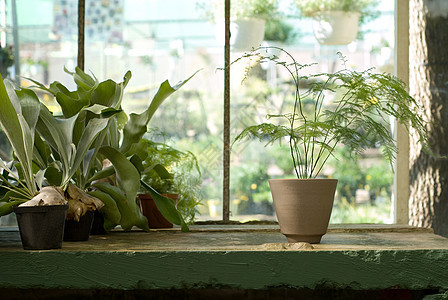 A 温室桌上的肥料植物图片