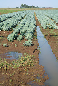 灌溉田中的卡布贝图片