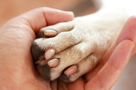 人与狗之间的友谊训练女性女士爪子粉色宠物白色朋友图片