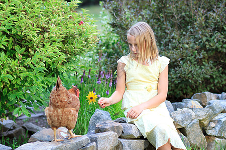 花园中的金发女孩和小鸡童年女士母鸡太阳幸福晴天女性农场孩子快乐图片