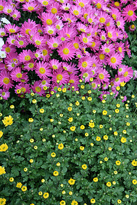 开阔的草原团体红宝石花园玫瑰生活生态紫色繁荣气味温泉图片