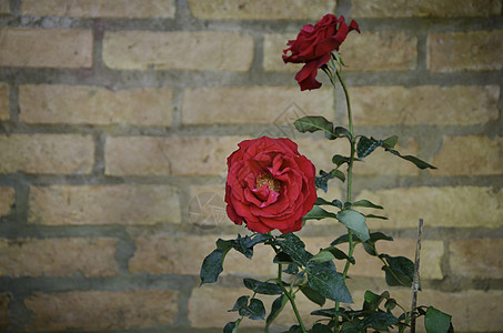 玫瑰花对着砖墙丝绸植物风格塑料模仿玫瑰墙纸花园装饰花瓣图片