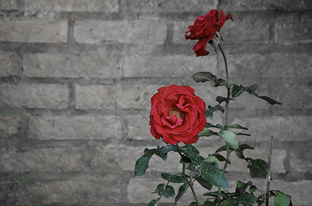 玫瑰花对着砖墙植物花瓣感情丝绸植物群叶子玫瑰假期花园风格图片