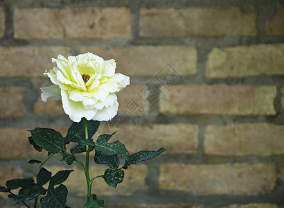 黄玫瑰花墙纸花园模仿植物群感情风格玫瑰叶子塑料假期图片