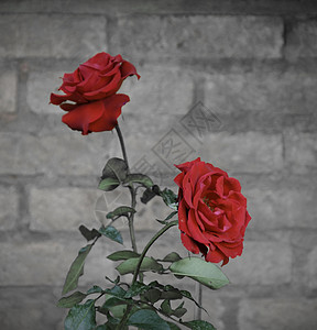 Retro 红玫瑰图片