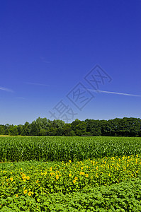 采摘的花朵太阳全景自然植物群农村晴天天空生态假期农场图片