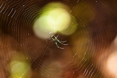 果园网络动物蜘蛛生活黑色编织者白色荒野陷阱棕色图片