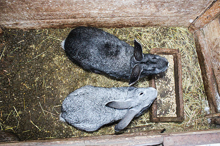 一对灰色漂亮的兔子图片