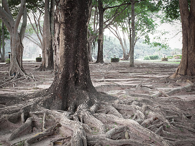 树根阳光森林生长叶子地面植被高度晴天苔藓风景图片