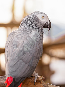 非洲灰色鹦鹉旅行假期丛林野生动物讲话荒野账单羽毛演讲图片