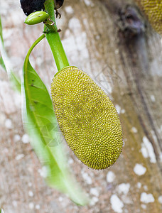 杰克水果植物群叶子情调营养森林农业菠萝蜜食物异国树干图片