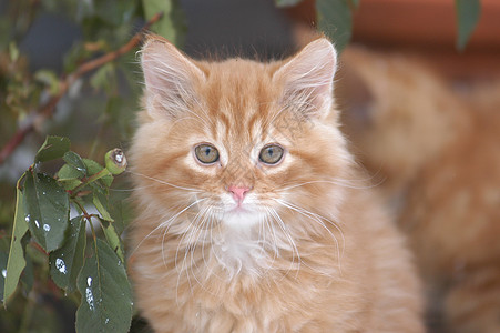 猫咪形式动物鼻子耳朵棕色房子皮肤白色眼睛植物图片