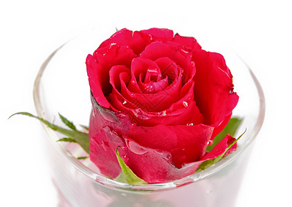白色背面的玻璃玫瑰礼物魔法庆典花朵香味宏观玫瑰叶皮肤香水紫色图片