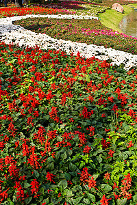 盐叶花花美丽植物荒野花瓣公园叶子庆典花园园艺地球图片