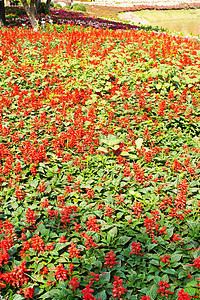 盐叶花花花园植物群庆典荒野衬套叶子花束生长季节芨芨草图片