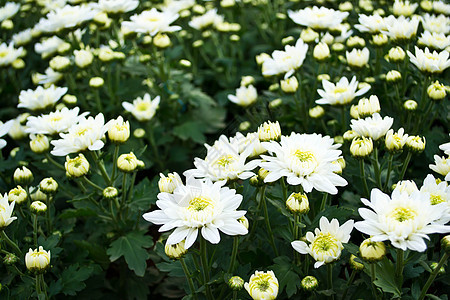 白菊花植物群花园雏菊花瓣庆典花束植物植物学明信片中心图片