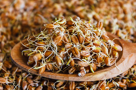 谷粒发芽的小麦工作室谷物饮食食谱养分生长棕色纤维节食食物图片