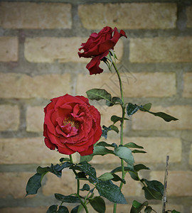 红色红玫瑰风格模仿花瓣植物群感情装饰花束墙纸叶子丝绸图片