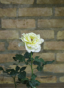 黄玫瑰花植物群装饰花束问候语墙纸塑料叶子丝绸植物玫瑰图片