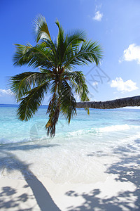 海滩和海洋背景上的棕榈旅游海景天空海岸线蓝色地平线风景情调假期阳光图片