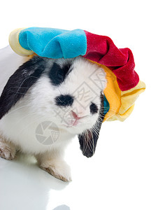 穿着帽子的可爱东方兔子 特紧帽隔离图片