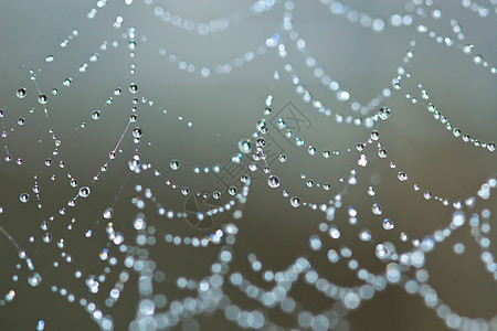 蜘蛛网覆盖着闪光露滴的蜘蛛网陷阱圈套钻石几何学圆圈薄雾字符串蜘蛛飞沫危险图片