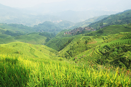 中国绿稻田土地几何风景村庄采掘房子农作物场地建筑学阳台图片