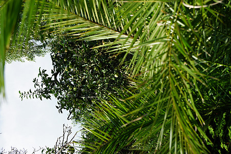 椰枣和苹果树叶子植物学衬套季节曲线森林热带静脉宏观食物图片