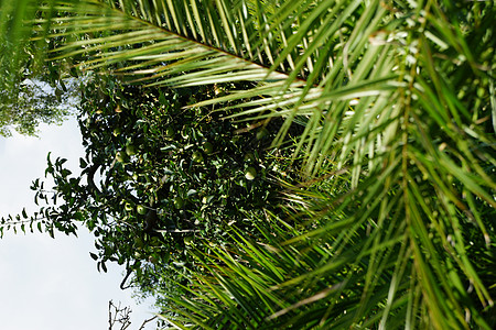 椰枣和苹果树生长热带森林宏观棕榈水果花园植物学生产卷曲图片