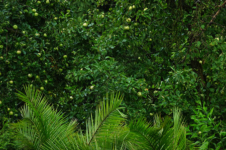 椰枣和苹果树植物衬套季节种植园植物学棕榈植被食物曲线宏观图片