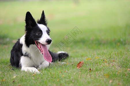 边境小狗犬宠物哺乳动物黑色地面牧羊犬草地长发血统院子猎犬图片