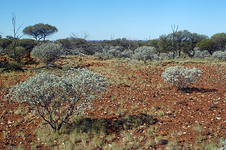 澳大利亚树丛的风貌荒野沙漠土壤地形领土假期气候旅游国家侵蚀图片