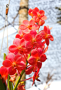 花园中美丽的兰花粉色奢华生长白色植物叶子花束橙子心皮紫色图片