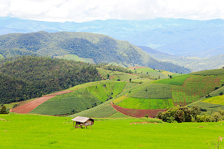 大稻田生长农场谷物热带爬坡乡村食物文化粮食风景图片