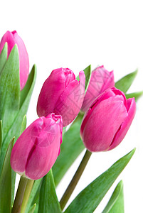 近身粉红色郁金香花瓣花店叶子礼物女人季节妈妈们花束花朵紫色图片