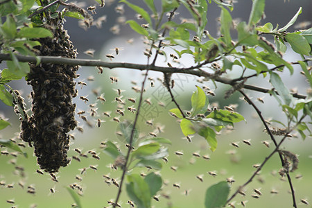 蜜蜂群组合刷子蜂蜜荒野农场生活蜜蜂蜂巢沙漠花粉牧场图片