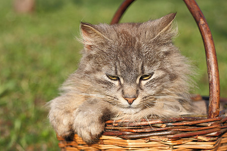 篮子中的猫图片