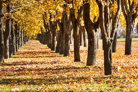 秋秋巷公园街道叶子大街橙子树木树叶黄色场景风景图片