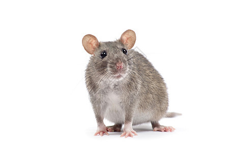 大鼠白色爪子害虫晶须尾巴鼻子哺乳动物老鼠宠物毛皮图片